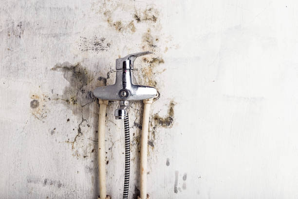 Best Fast Mold Removal  in Garden Plain, KS