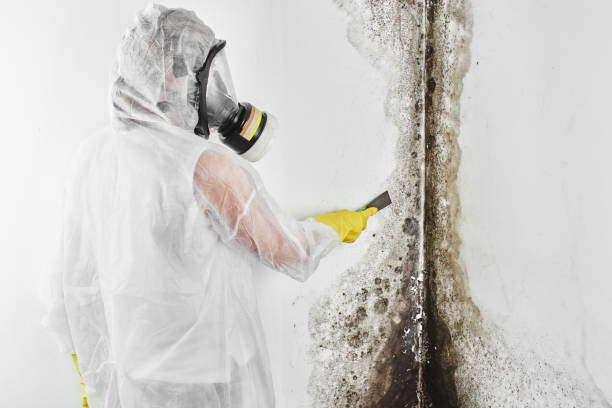 Best Office Mold Removal Services  in Garden Plain, KS