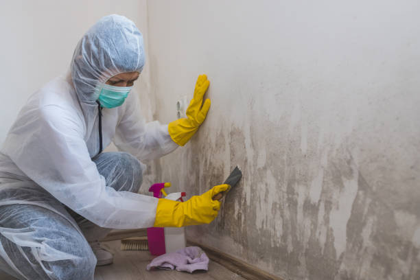Best Professional Mold Removal  in Garden Plain, KS