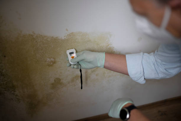 Best Residential Mold Removal  in Garden Plain, KS