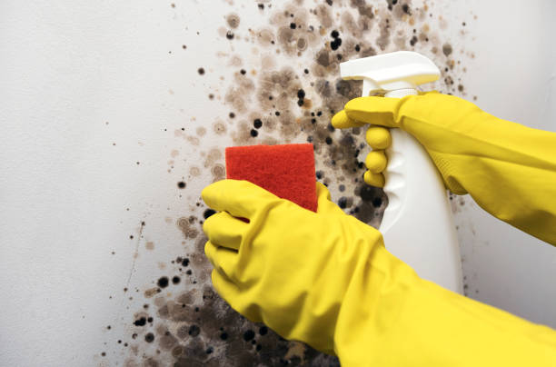 Best Local Mold Removal Service  in Garden Plain, KS