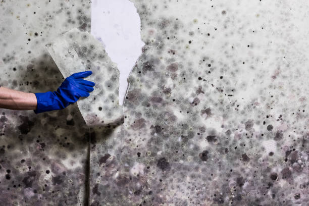Best Best Mold Removal Companies  in Garden Plain, KS