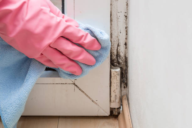 Professional Mold Removal in Garden Plain, KS